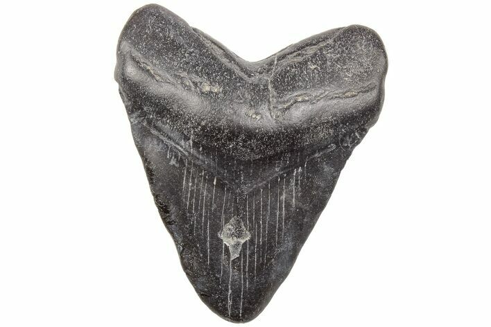 Fossil Megalodon Tooth - South Carolina #203141